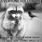 I wonder, does begging for followers work as well as begging for upvotes? | EVERYONE FOLLOW ME; I WANT TO KNOW HOW MANY PEOPLE ARE USING IMGFLIP | image tagged in conniving raccoon,imgflip,imgflip users,begging | made w/ Imgflip meme maker