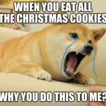Crying doge | WHEN YOU EAT ALL THE CHRISTMAS COOKIES; WHY YOU DO THIS TO ME? | image tagged in crying doge | made w/ Imgflip meme maker