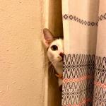 Cat peeking around curtain