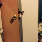 Cat peeking around door meme