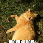 Spoiled cat | HOW PUFF SLEEPS; KNOWING HOW SPOILED HE IS | image tagged in spoiled cat | made w/ Imgflip meme maker