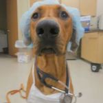 Nurse doggo | U THOUGHT I WAS NURSE BUT I AM DOGGO | image tagged in nurse doggo | made w/ Imgflip meme maker