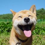 LAUGHING DOGE