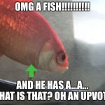 Fish | OMG A FISH!!!!!!!!!! AND HE HAS A...A... WHAT IS THAT? OH AN UPVOTE. | image tagged in fish,lol,goldfish | made w/ Imgflip meme maker