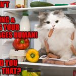 IM NOT STEALING | I HAVEN'T BEEN STEALING & EATING YOUR SAUSAGES HUMAN! WHY WOULD YOU THINK THAT? | image tagged in im not stealing | made w/ Imgflip meme maker