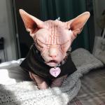 OH MY HUMAN
