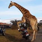 Giraffe Motorcycle