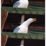 Dramatic Seagull