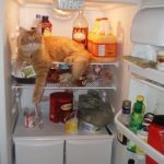 FRIDGE CAT | HEY THERE HUMAN! SUP? | image tagged in fridge cat | made w/ Imgflip meme maker