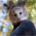 scary harpy eagle