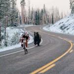 Bear running after cyclist