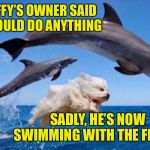 Follow your dreams... safely | FLUFFY’S OWNER SAID HE COULD DO ANYTHING; SADLY, HE’S NOW SWIMMING WITH THE FISHES | image tagged in dog swims with dolphins,memes,funny,i know a dolphin is not a fish | made w/ Imgflip meme maker
