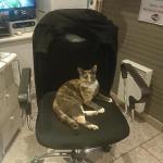 chaircat