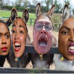 The Donkey Squad