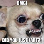 Who farted?! | OMG! DID YOU JUST FART?! | image tagged in angry dog,dogs,chihuahua,farts,who farted,did you just fart | made w/ Imgflip meme maker