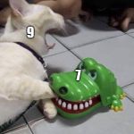 Cat bitten by alligator | 9; 7 | image tagged in cat bitten by alligator | made w/ Imgflip meme maker
