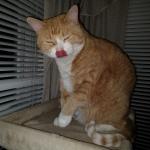 Can you lick your nose? Meow Cute Cat meme