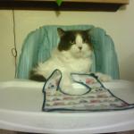 cat in chair