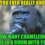 Karma
Karma 
Karma 
Karma
Karma... | DO YOU EVER REALLY KNOW; HOW MANY CHAMELEONS ARE IN A ROOM WITH YOU | image tagged in that is the question,chameleon,camouflage,scary | made w/ Imgflip meme maker