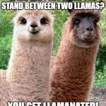 Happy Birthday Llama | WHAT HAPPENS WHEN YOU STAND BETWEEN TWO LLAMAS? YOU GET LLAMANATED! | image tagged in happy birthday llama | made w/ Imgflip meme maker