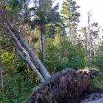 Fallen Tree