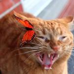 Cat afraid of butterfly