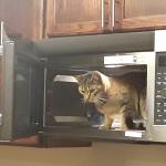 Cat in Microwave