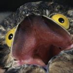 potoo | WHEN I SEE FOOD | image tagged in potoo | made w/ Imgflip meme maker
