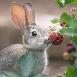 Berry Bunny