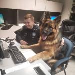 Police Dog Sitting