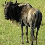 Gnu here