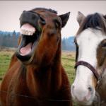 Laughing Horse