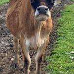 Grumpy Cow