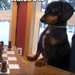 Dachshund Love | WHICH ONE; JUMP INTO MOUTH? | image tagged in funny dog,dachshunds,funny memes,funny animals | made w/ Imgflip meme maker