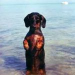 I Gotta Pee! | I GOTTA; PEE ! | image tagged in dachshund,funny memes,funny dogs,begging,swimming | made w/ Imgflip meme maker