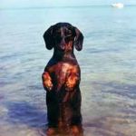 I Swimming Dachshund | I SWIMMING ! | image tagged in dachshund,funny memes,swimming,happy dog,funny dog memes | made w/ Imgflip meme maker