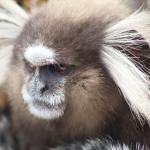 Grumpy marmoset