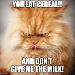 Angry cat  | YOU EAT CEREAL!! AND DON’T GIVE ME THE MILK! | image tagged in angry cat | made w/ Imgflip meme maker