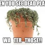 dead plant | WHEN YOU SEE DEAD PLANTS; WA   TER   THOSE!! | image tagged in dead plant | made w/ Imgflip meme maker