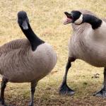 Yelling Goose