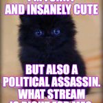 It's complicated. | I'M FUNNY AND INSANELY CUTE; BUT ALSO A POLITICAL ASSASSIN.
WHAT STREAM IS RIGHT FOR ME? | image tagged in insanely cute kitten,memes,find your stream,it's complicated | made w/ Imgflip meme maker