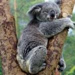 koala sleeping meme