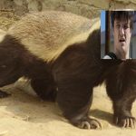 Honey badger | image tagged in fun | made w/ Imgflip meme maker