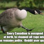 Assigned Geese | Daniel C. Jensen; Every Canadian is assigned a goose at birth, to channel all rage into, so the human remains polite. -Reddit user qualtector | image tagged in canada goose,canadians | made w/ Imgflip meme maker