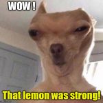 Strong Lemon! | WOW ! That lemon was strong! | image tagged in funny dog,lemons,sour,funny memes | made w/ Imgflip meme maker
