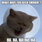 Tedi ROFL | WHAT HAVE YOU BEEN SMOKIN'? HA, HA, HA, HA, HA | image tagged in tedi rofl | made w/ Imgflip meme maker