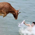 Water Bull Fight