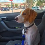 You have lost my trust, human. | WHEN THEY SAID THEY’RE TAKING YOU TO THE PARK, BUT YOU PULL UP AT THE VET’S OFFICE | image tagged in suspicious dog,memes,funny,trickery,trust issues,dogs | made w/ Imgflip meme maker