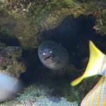 Shocked eel
