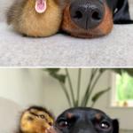 Bad Pun Duck and Dog meme